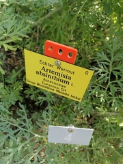Artemisia absinthium