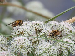 Helophilus neoaffinis