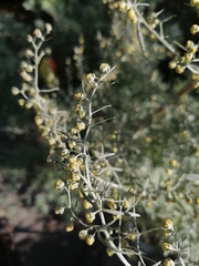 Artemisia absinthium