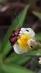 Deraeocoris ruber