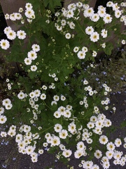 Tanacetum parthenium