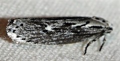 Ethmia discostrigella