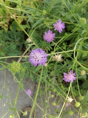 Knautia arvensis