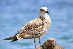 Larus michahellis