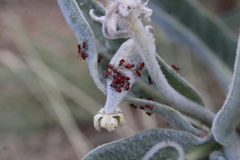 Oncopeltus fasciatus