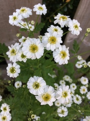 Tanacetum parthenium