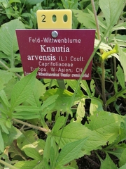 Knautia arvensis