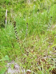 Omalotheca norvegica