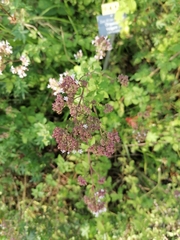 Origanum vulgare