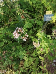 Origanum vulgare