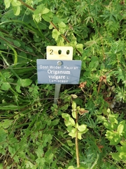 Origanum vulgare