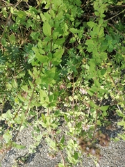 Origanum vulgare