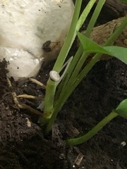 Archispirostreptus gigas