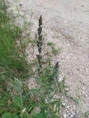 Omalotheca norvegica