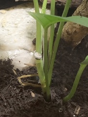 Archispirostreptus gigas