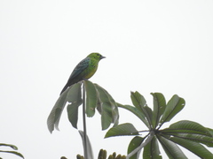 Ixothraupis xanthogastra