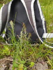 Omalotheca norvegica