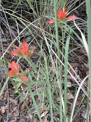 Castilleja nelsonii