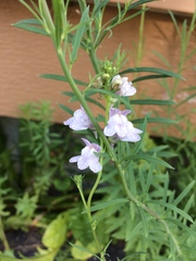 Linaria repens