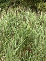 Phragmites australis