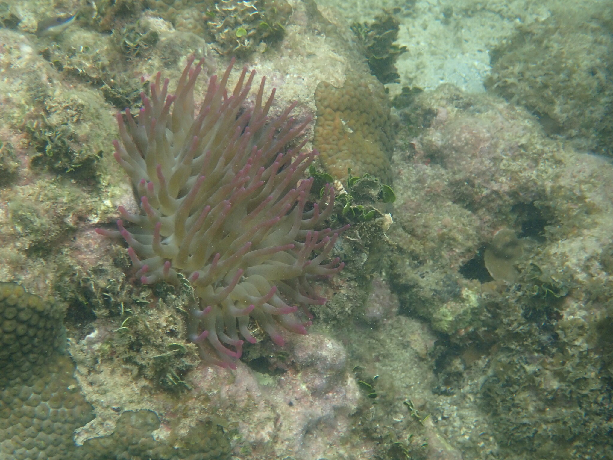 atlantic anemone, caribbean anemone, condy, condy anemone, florida pink-tipped anemone, giant anemone, giant caribbean anemone, giant carribean anemone, haitian pink-tipped anemone, karibische goldrose, pink-tipped anemone, purple-tipped anemone