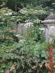 Heracleum sphondylium