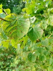 Paracercosporidium microsorum