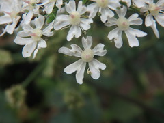 Heracleum sphondylium