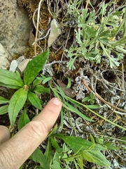 Bupleurum americanum