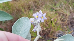 Solanum