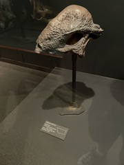 Pachycephalosauridae