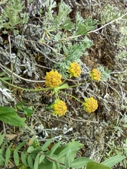 Bupleurum americanum