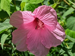 Hibiscus laevis