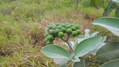 Solanum