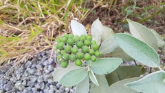 Solanum