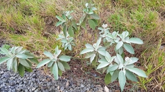 Solanum