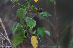 Abutilon grandiflorum