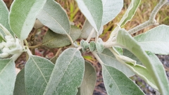 Solanum