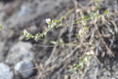 Monardella australis