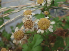 Tanacetum parthenium