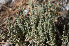 Galium parishii
