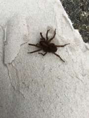 Lycosoides coarctata