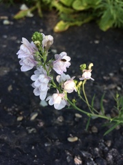 Linaria repens