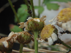 Tanacetum parthenium