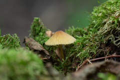 Mycena viridimarginata