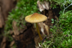 Mycena viridimarginata