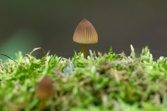 Mycena viridimarginata