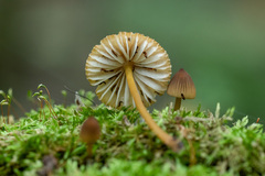 Mycena viridimarginata