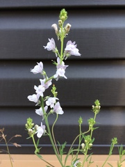 Linaria repens