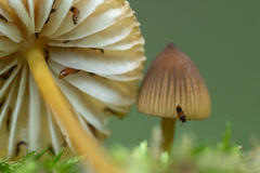 Mycena viridimarginata